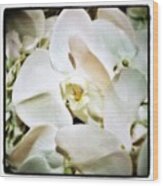 Orchids For His Majesty. In Loving Wood Print