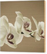 Orchids In Sepia Wood Print