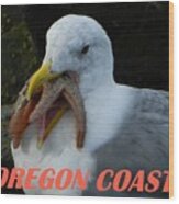 Oregon Coast Seagull Eating Starfish Wood Print