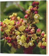 Oregon Grape Holly Flowers Wood Print