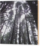Oregon Pine Tops 2 Wood Print
