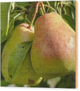 Organic Pears Hanging In Orchard Wood Print