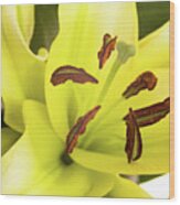 Oriental Lily Flower Wood Print