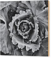 Ornamental Cabbage Monochrome Wood Print