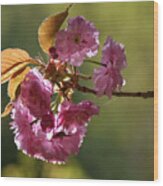 Ornamental Cherry Blossoms - Wood Print