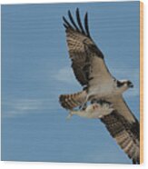 Osprey Fishing Wood Print