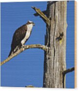 Osprey Nest Guard - 003 Wood Print