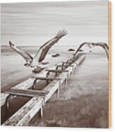 Osprey On The Move Bw Wood Print