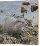Otter On Seaweed Wood Print