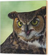 Owl Tongue Wood Print