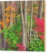 Pa Country Roads - Autumn Flourish - Harmony Hill Nature Area - Chester County Pa Wood Print