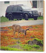 Pacific Grove Deer In The Front Yard Ii Wood Print