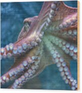Giant Pacific Octopus Wood Print
