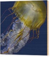 Pacific Sea Nettle Jellyfish Wood Print