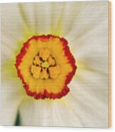 Painted Daffodil Macro Wood Print