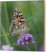 Painted Lady Butterfly On Verbena Wood Print