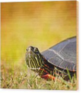 Painted Turtle Print Wood Print