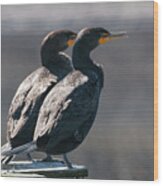 Pair Double-crested Cormorant 3 March 2018 Wood Print