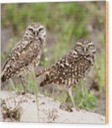 Pair Of Burrowing Owls Wood Print
