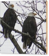 Pair Of Eagles - Raptors Wood Print