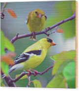 Pair Of Goldfinches Wood Print