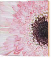Pale Pink Gerbera Daisy Wood Print