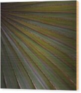 Palm Wood Print