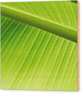 Palm Leaf Background Wood Print