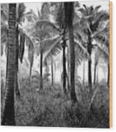 Palm Trees - Black And White Wood Print