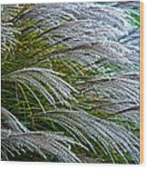 Pampass Grass Abstract Wood Print