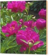 Pam's Perfect Peonies Wood Print