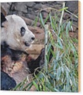 Panda Dining On Bamboo Wood Print