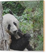 Panda Looking Wood Print