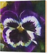 Pansy Flower Wood Print