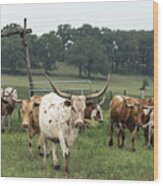 Part Of The 200-head Longhorn Herd At The Lonesome Pine Ranch Wood Print