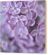 Pastel Lilacs Wood Print