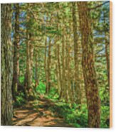 Path In The Trees Wood Print