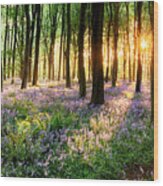 English Bluebell Woodland Path Wood Print
