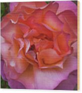 Peace Rose Wood Print