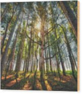 Peaceful Forest 5 - Spring At Retzer Nature Center Wood Print