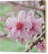 Peach Blossoms 15 Wood Print