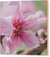 Peach Blossoms 16 Wood Print