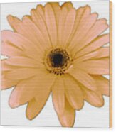 Peach Daisy Flower By Delynn Adams Wood Print
