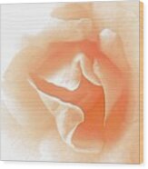 Peach Rose Painting Wood Print