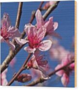 Peach Tree Blossoms Wood Print