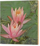 Peach Water Lily Wood Print