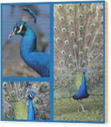 Peacock Collage In Blue Wood Print