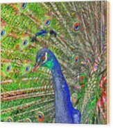 Peacock Fanned Tail Feathers Wood Print