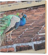Peacock On Rooftop Wood Print