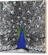 Peacock Plumage Color Splash Selective Color Stamp Digital Art Wood Print
